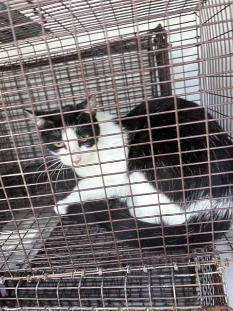Adoptable Cat