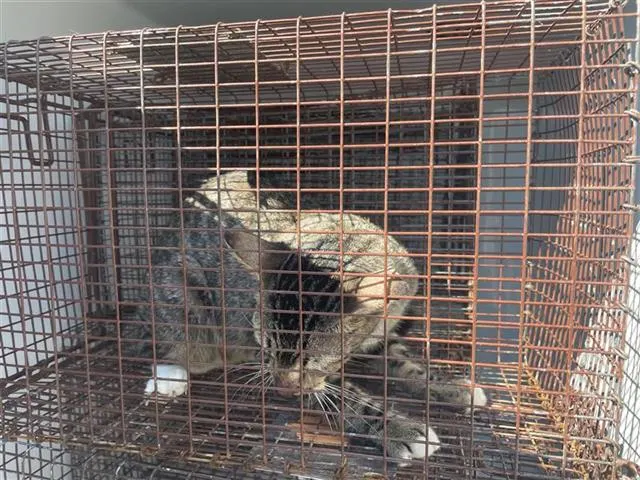Adoptable Cat