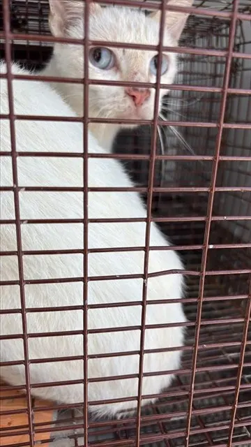Adoptable Cat