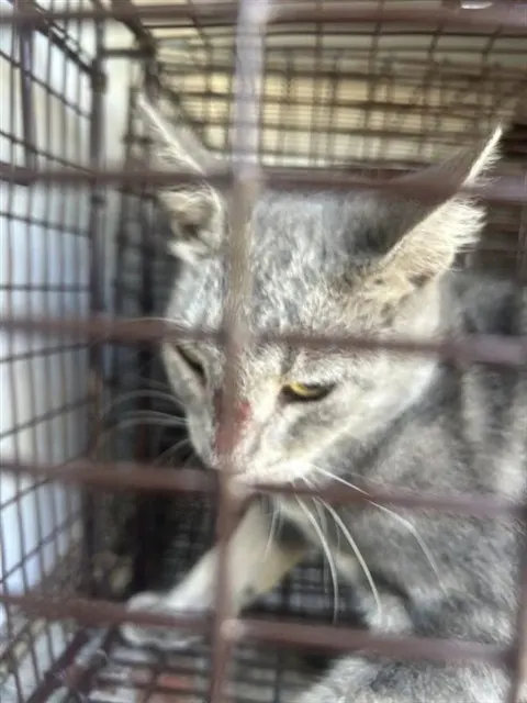 Adoptable Cat
