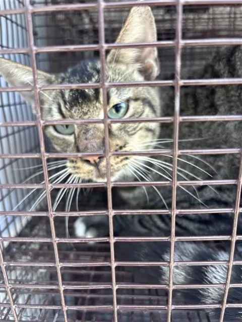 Adoptable Cat