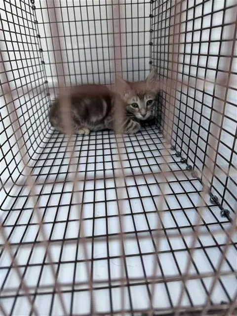 Adoptable Cat