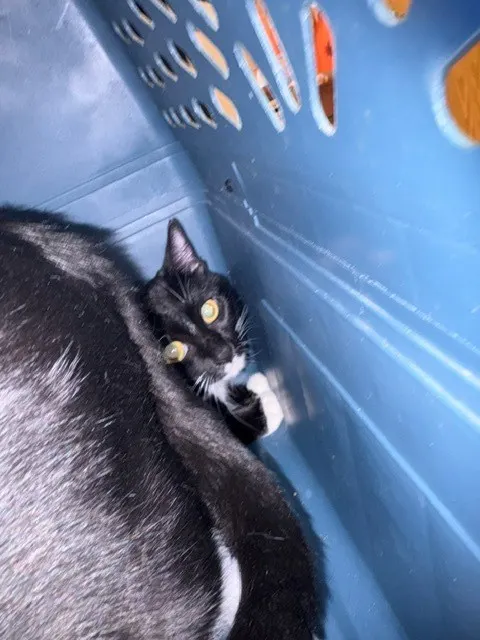 Tux