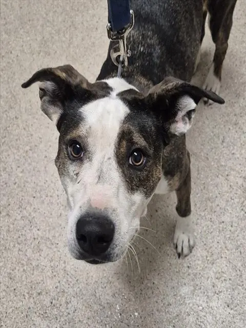 Sadie