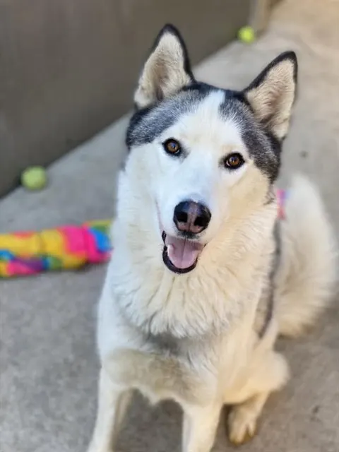 Nyko