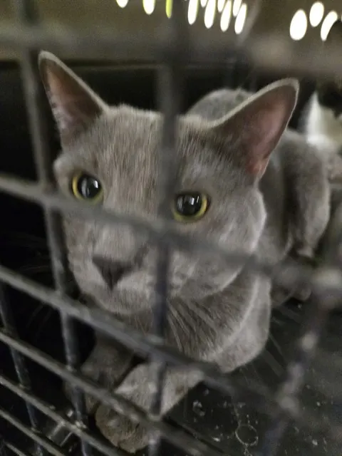 Adoptable Cat