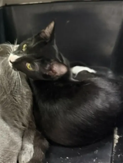 Adoptable Cat