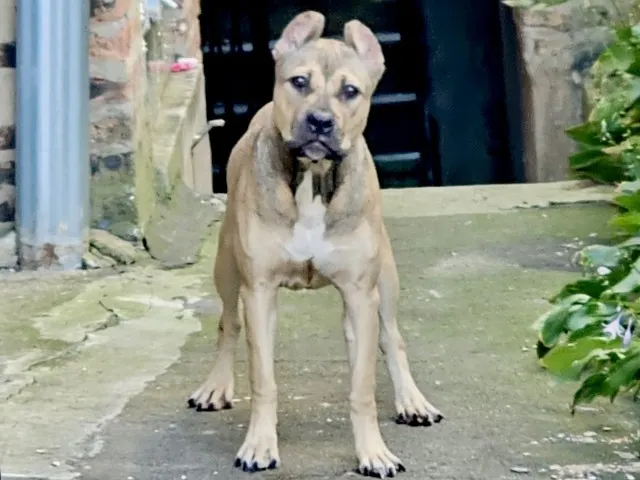 Adoptable Dog