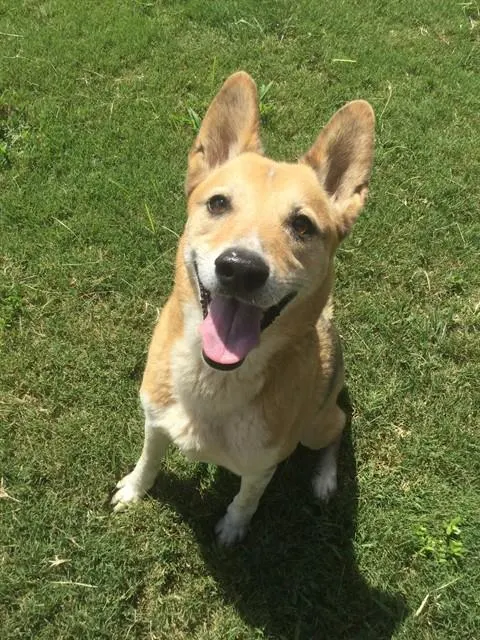 Chase