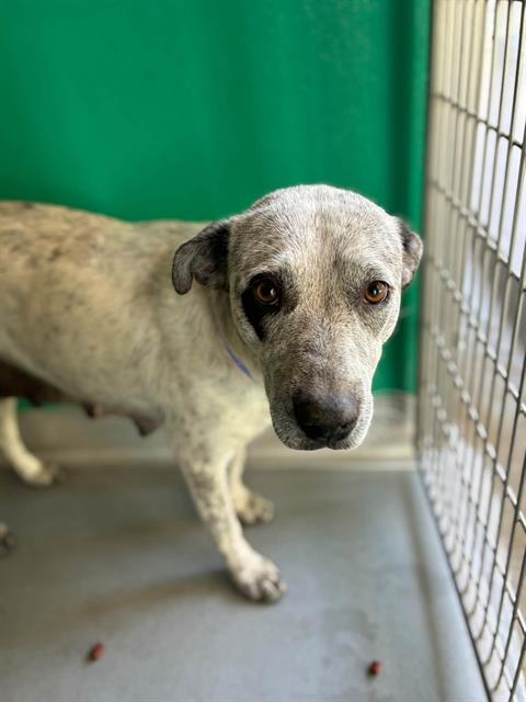 Adoptable Dog