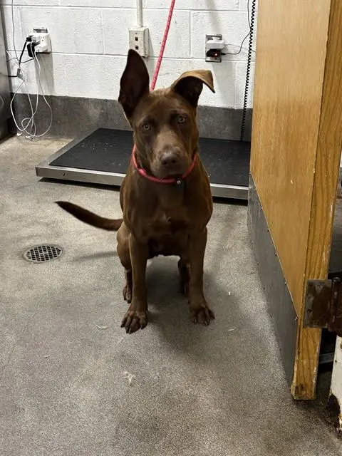*Piper