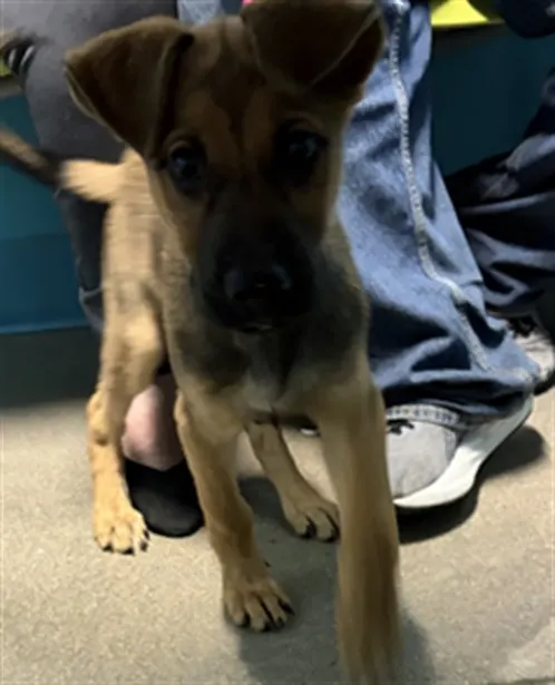 Adoptable Dog