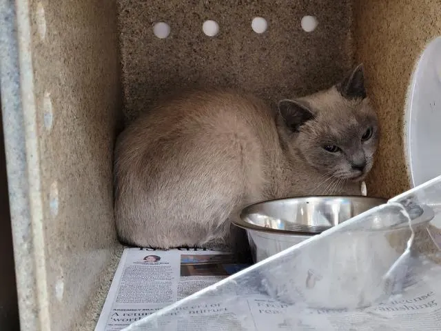 Adoptable Cat