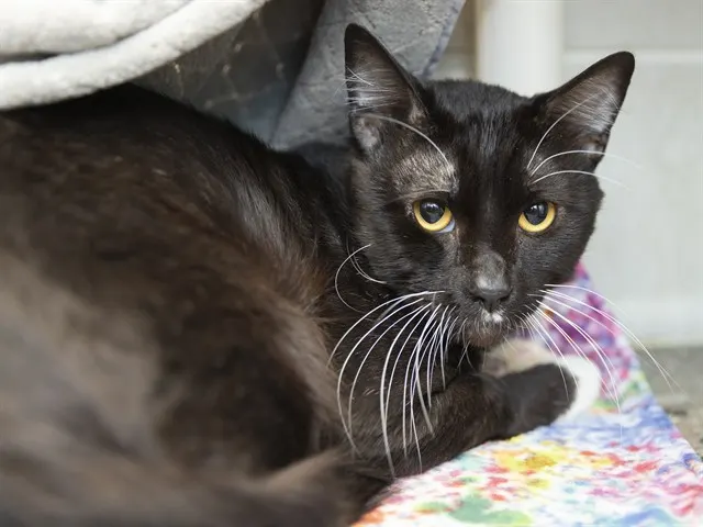 Pablo