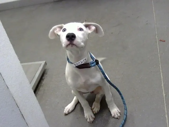 Roo