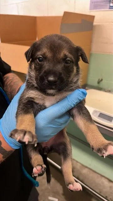 Adoptable Dog