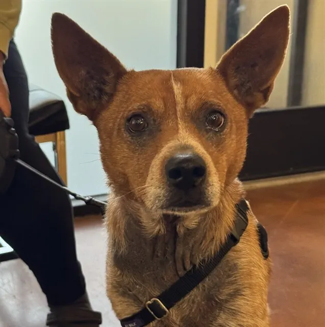 Adoptable Dog