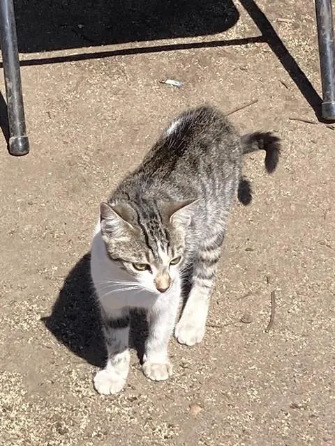 Adoptable Cat