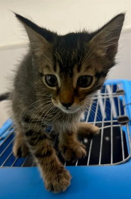 Adoptable Cat