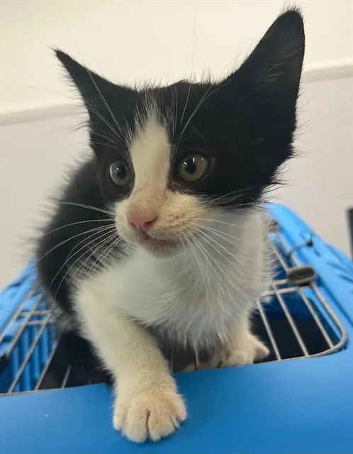 Adoptable Cat