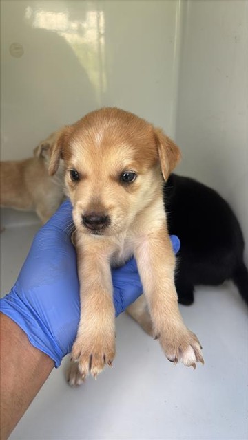 Adoptable Dog
