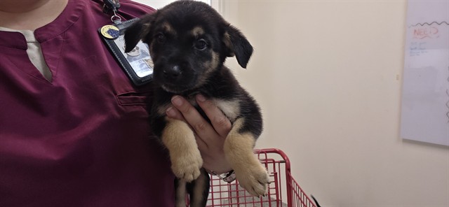 Adoptable Dog