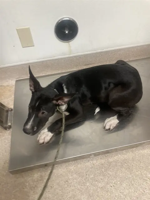 Dog 6