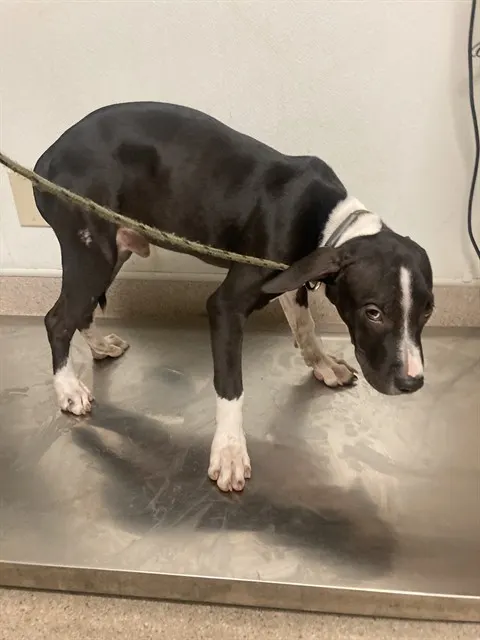 Dog 7
