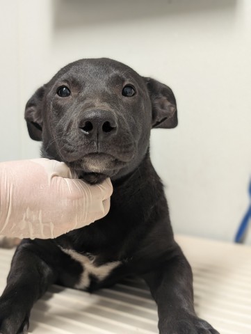 Pup 11