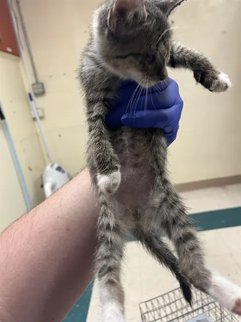 Adoptable Cat
