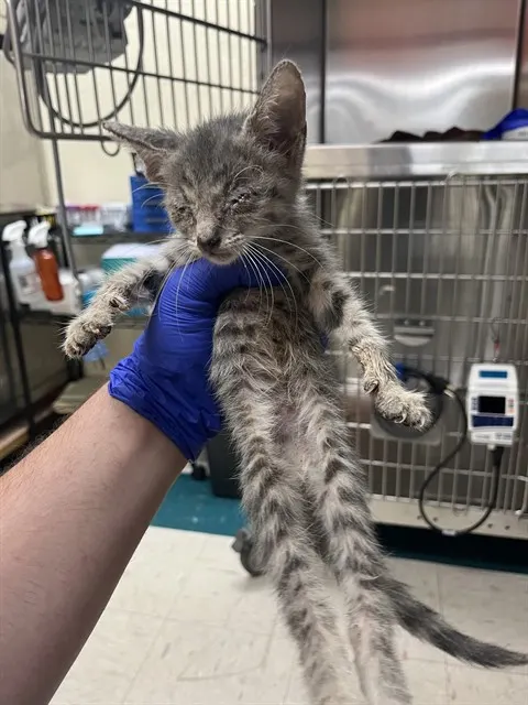 Adoptable Cat