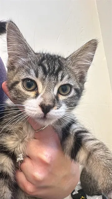 Bowie