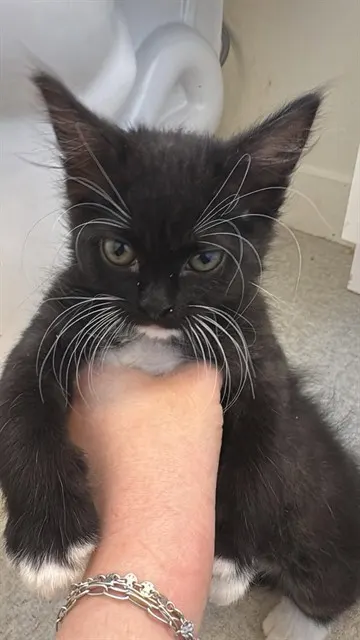 Jet