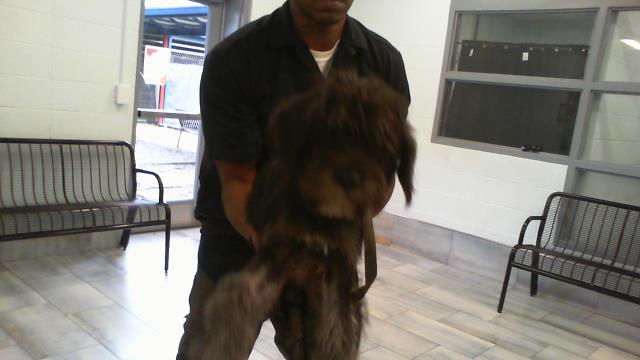 Adoptable Dog