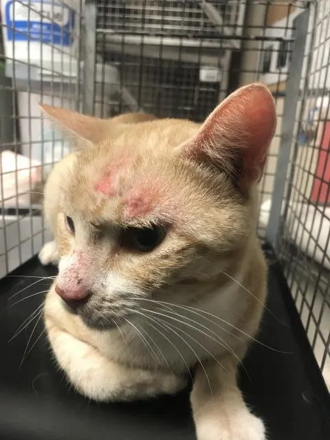 Adoptable Cat