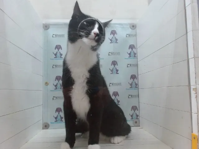 Kylo
