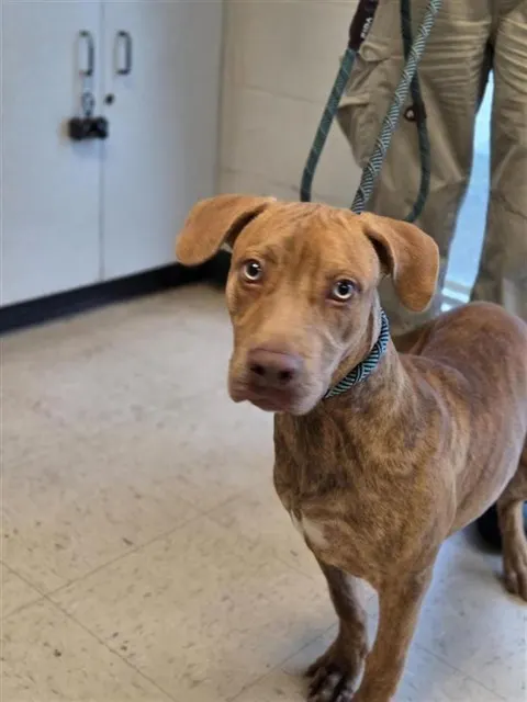 Adoptable Dog