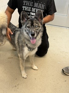 Meeka