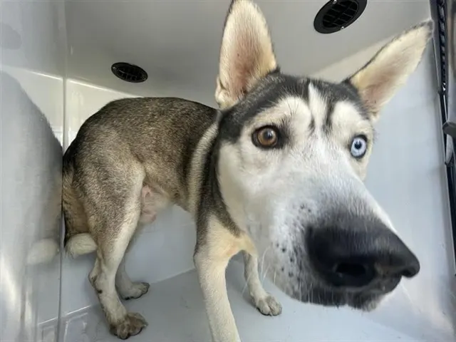 Adoptable Dog