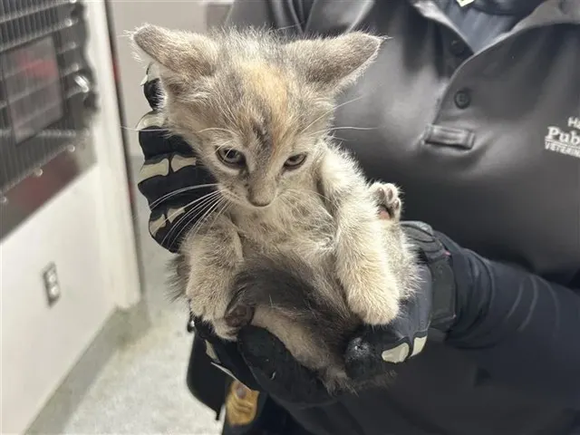 Adoptable Cat