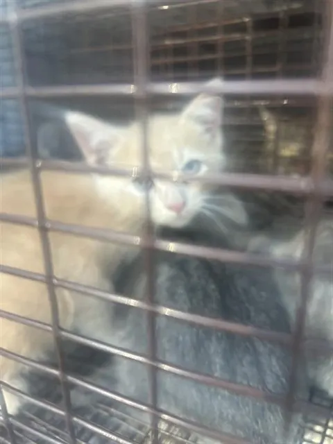 Adoptable Cat