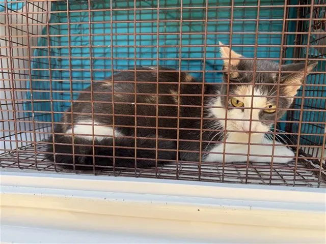 Adoptable Cat