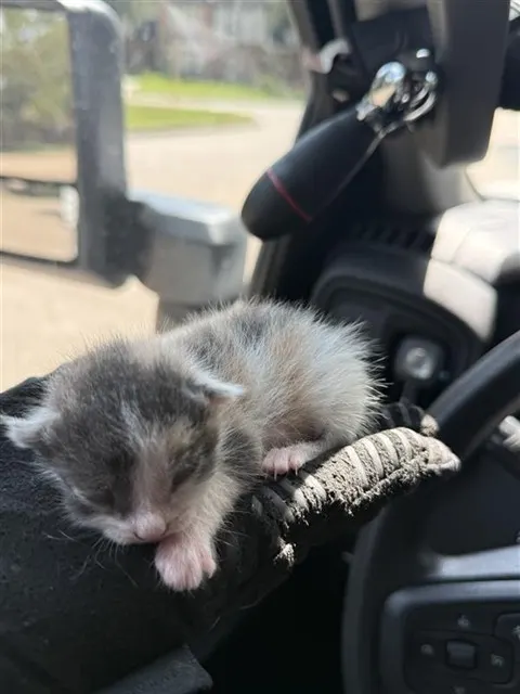 Adoptable Cat