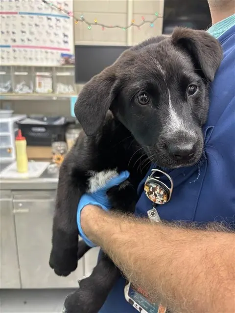 Max