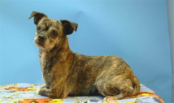 Adoptable Dog