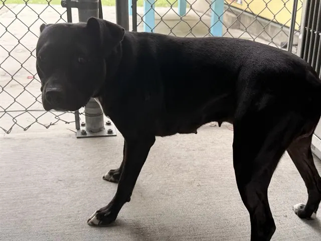 Adoptable Dog