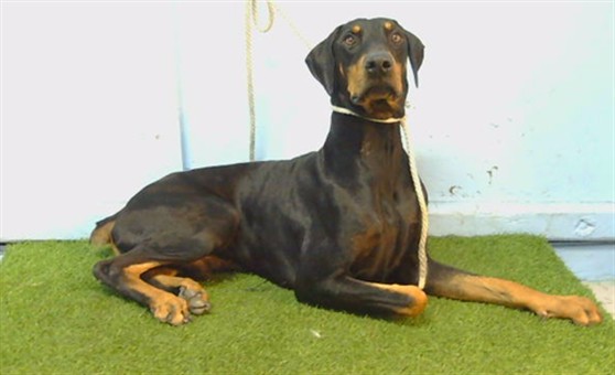 Adoptable Dog