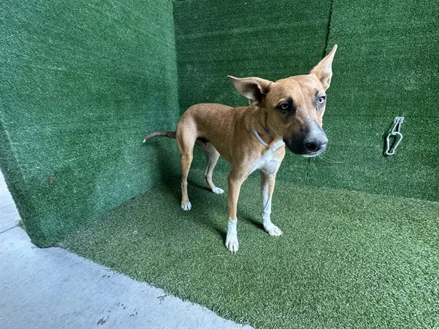 Peanut