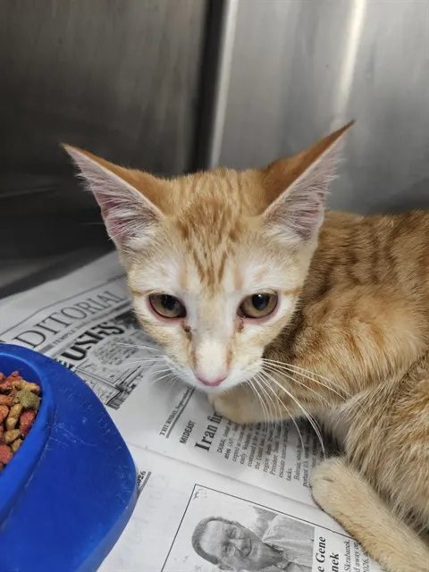 Adoptable Cat
