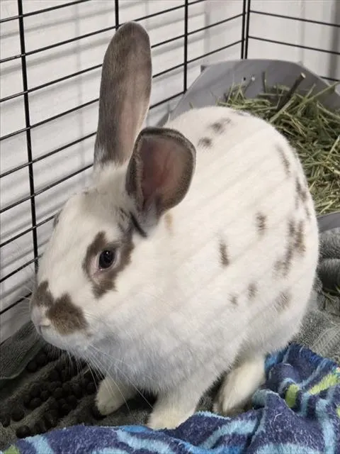 Dolce